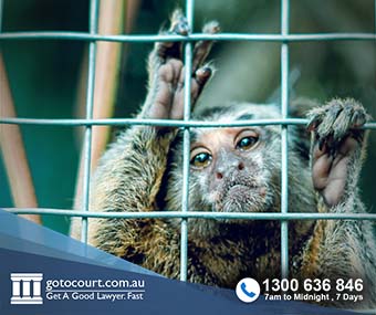 Animal Cruelty Offences (NSW) - Go To Court