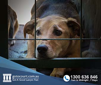 Animal Cruelty Offences (Vic) - Go To Court