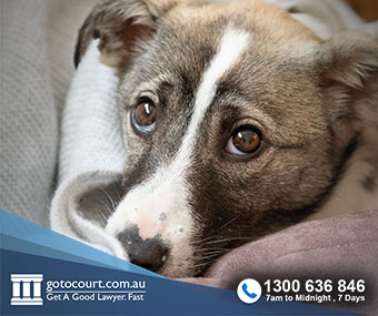 Cruelty to Animals (ACT) - Go To Court